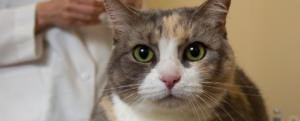 cat_1