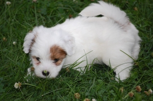 "Motley" Dutcher's puppy pic